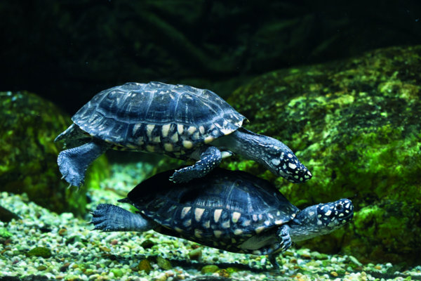 Semi-aquatic turtles. Geoclemys hamiltonii, Black pond turtle
