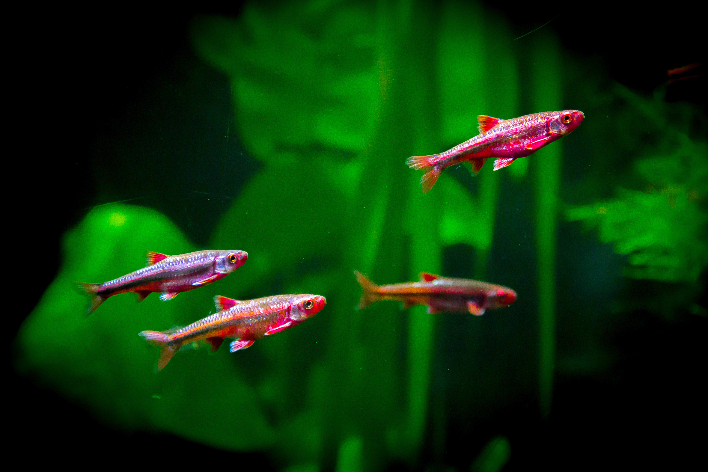 Notropis chrosomus Rainbow shiner - fish from North America 
