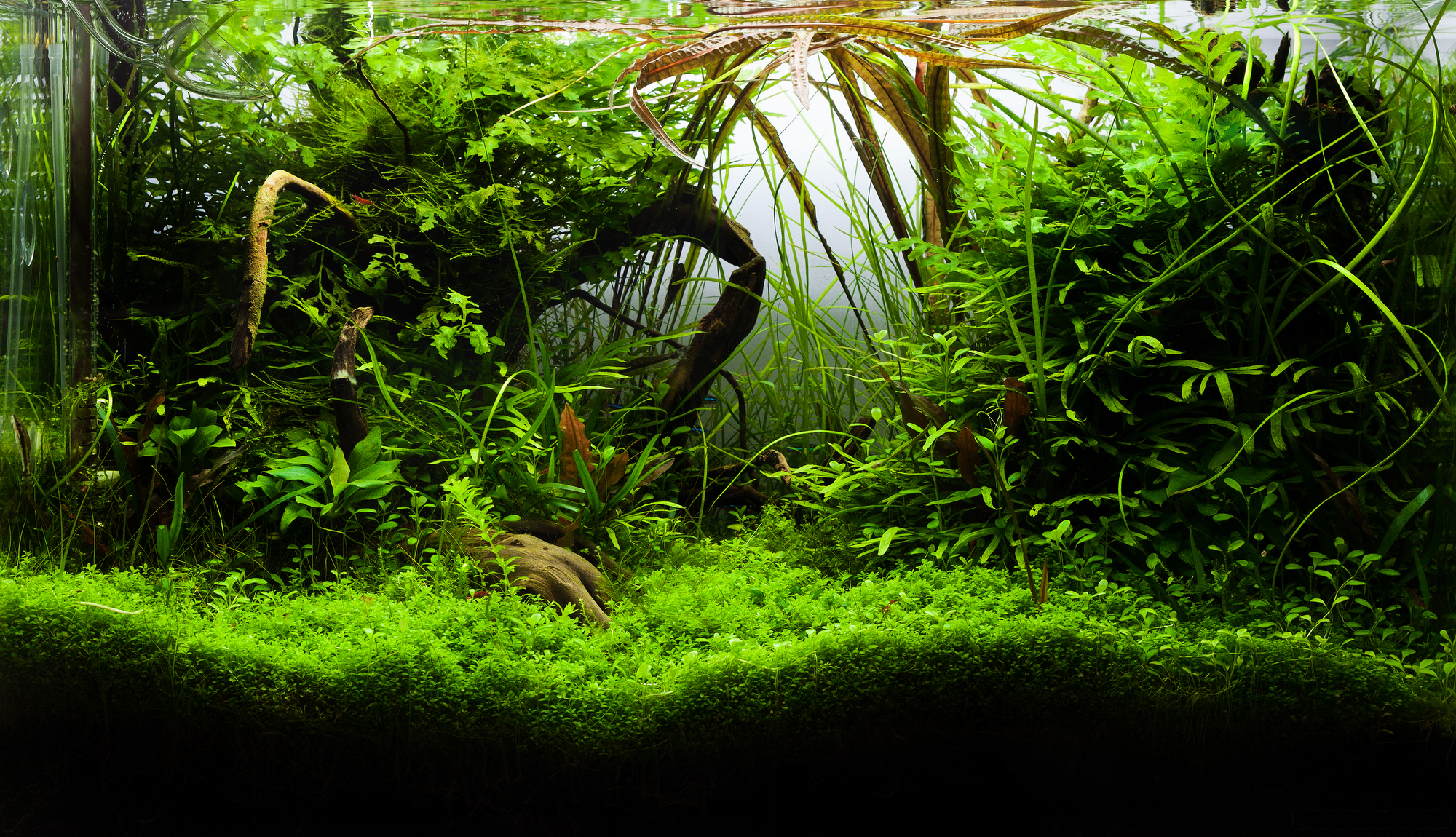 Aquarium with water plants