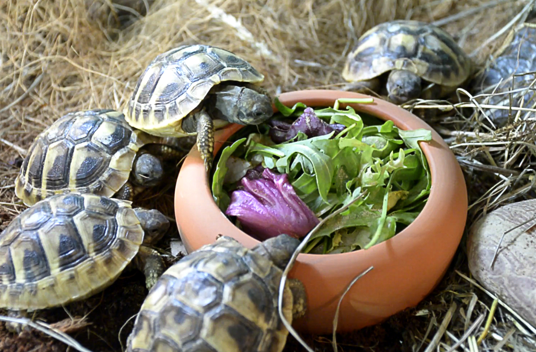Turtles eating suplemented food
