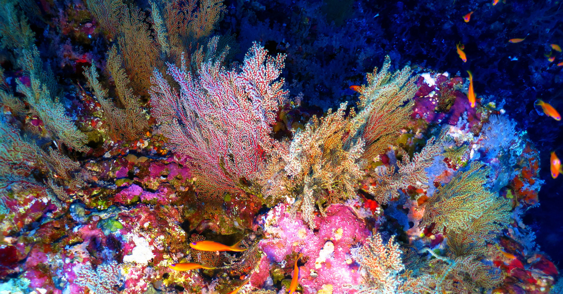 Marine aquarium with corals