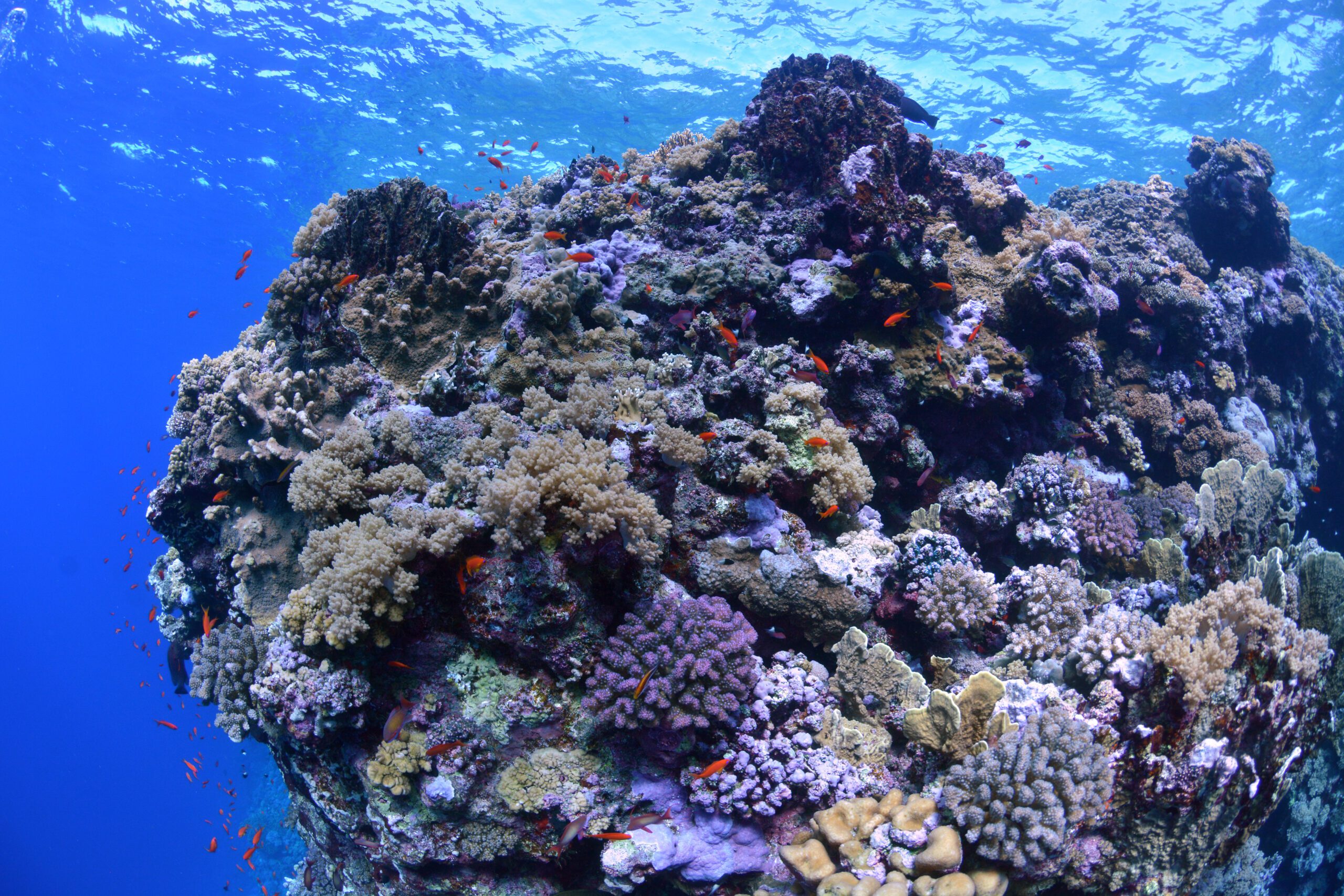 Corals in nature