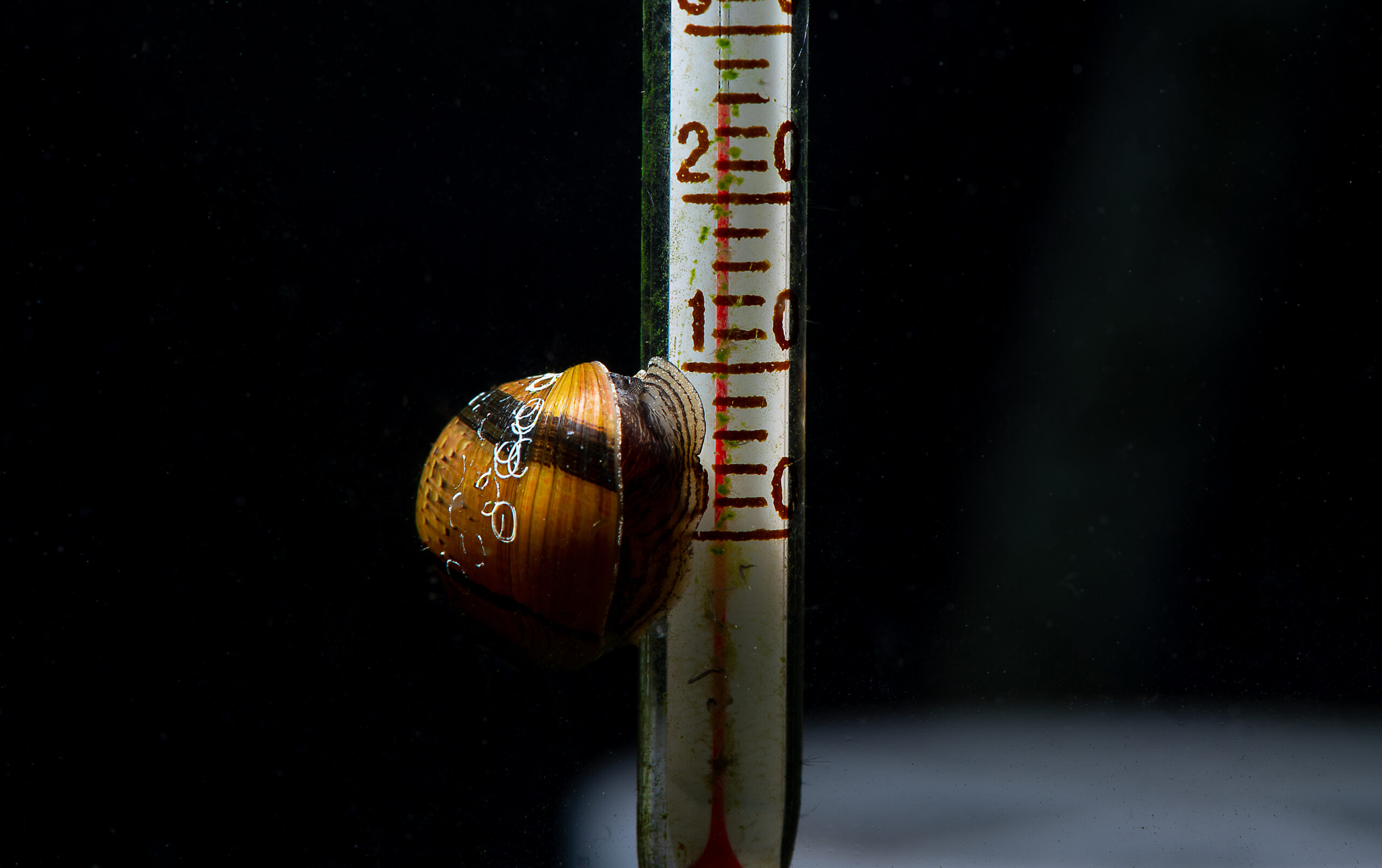 snail on the thermometer