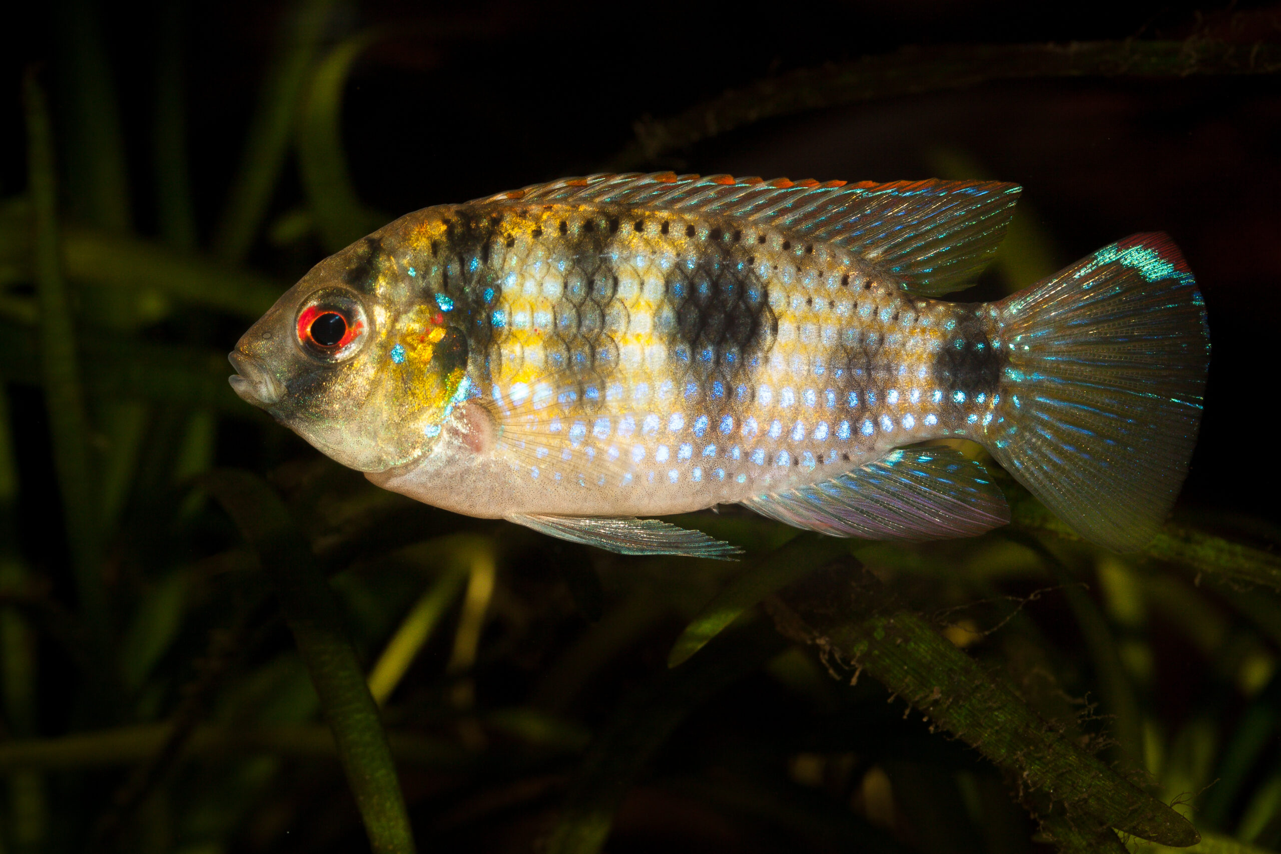 African butterfly cichlid Anomalochromis thomasi