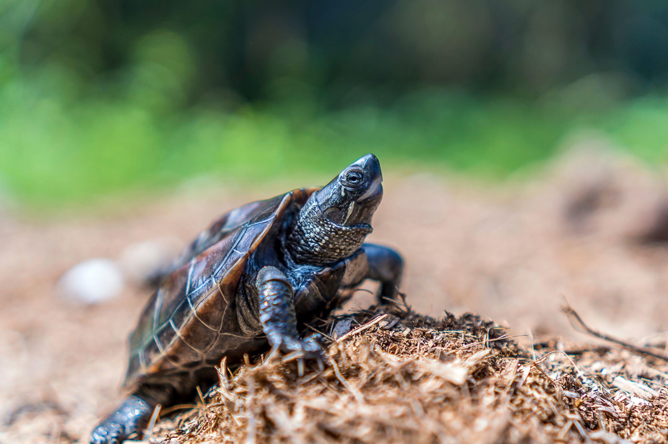 Mauremys reevesii Chinese pond turtle