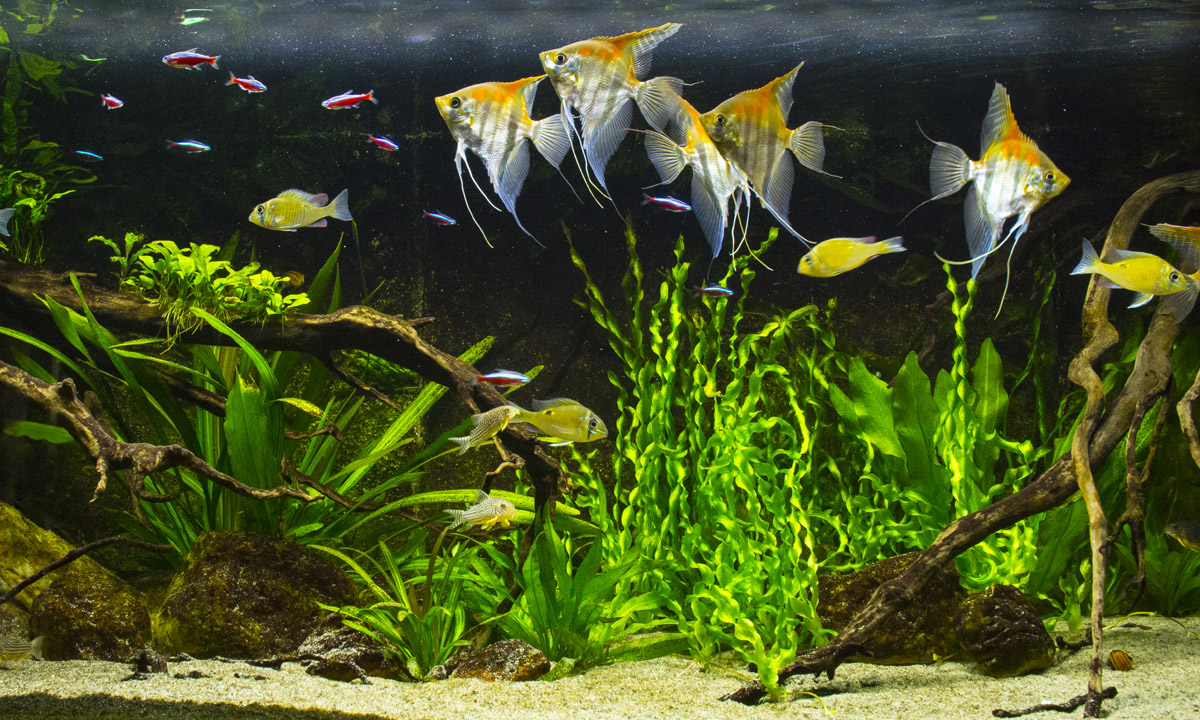 Aquarium with angelfish