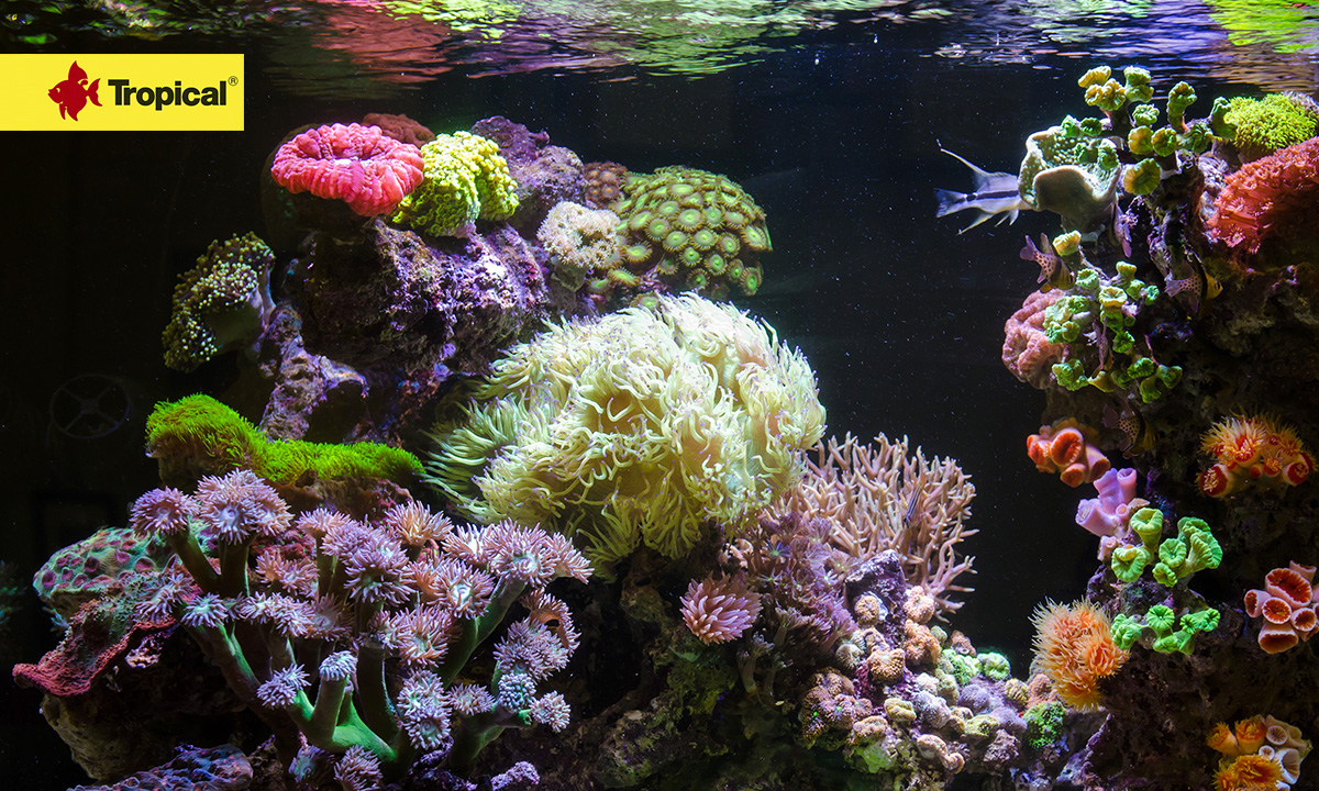 marine aquarium