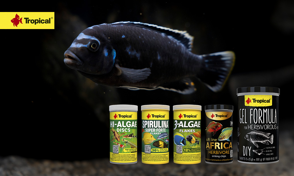 plant food for aquarium fish